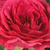 Ružová - Pôdopokryvná ruža - Limesfeuer